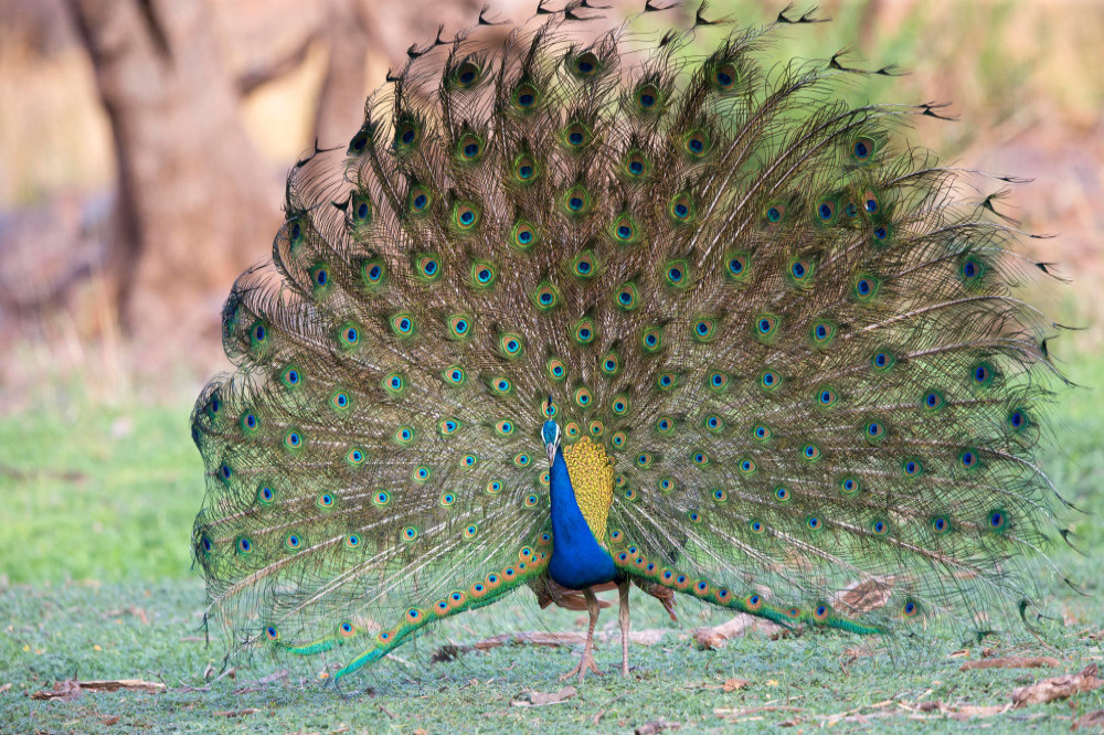 A Indian YouTuber has been arrested for cooking and eating a peacock