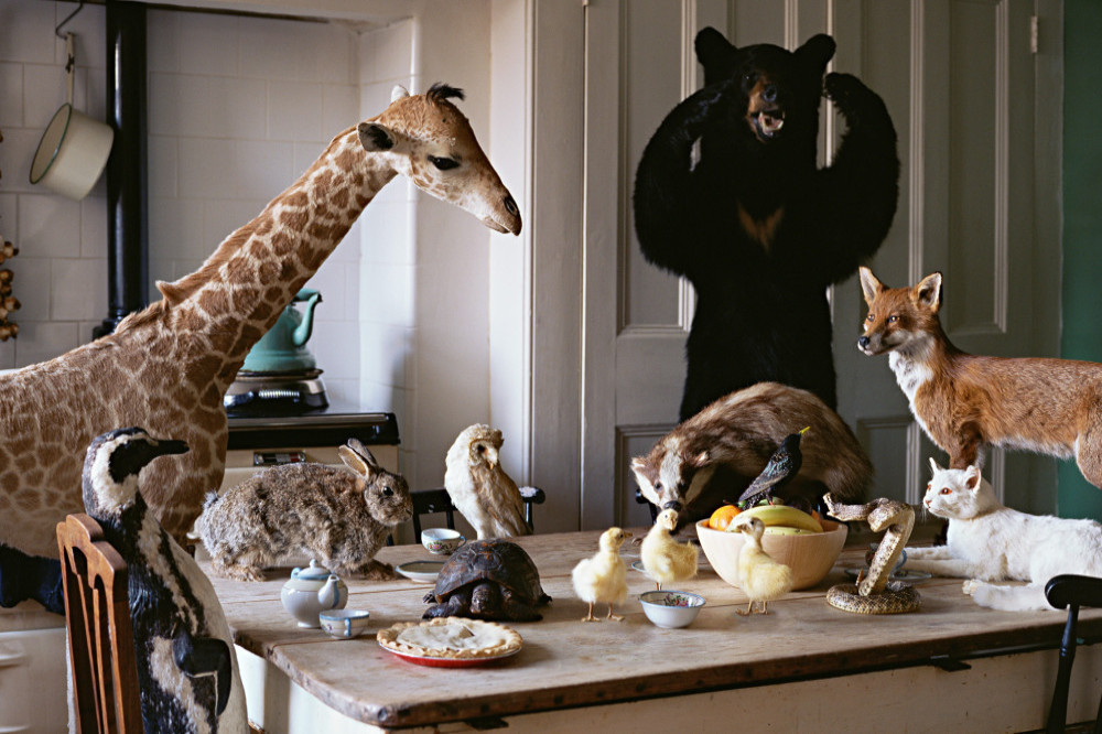 A widow found a vast collection of  her late husband's taxidermied animals in the loft