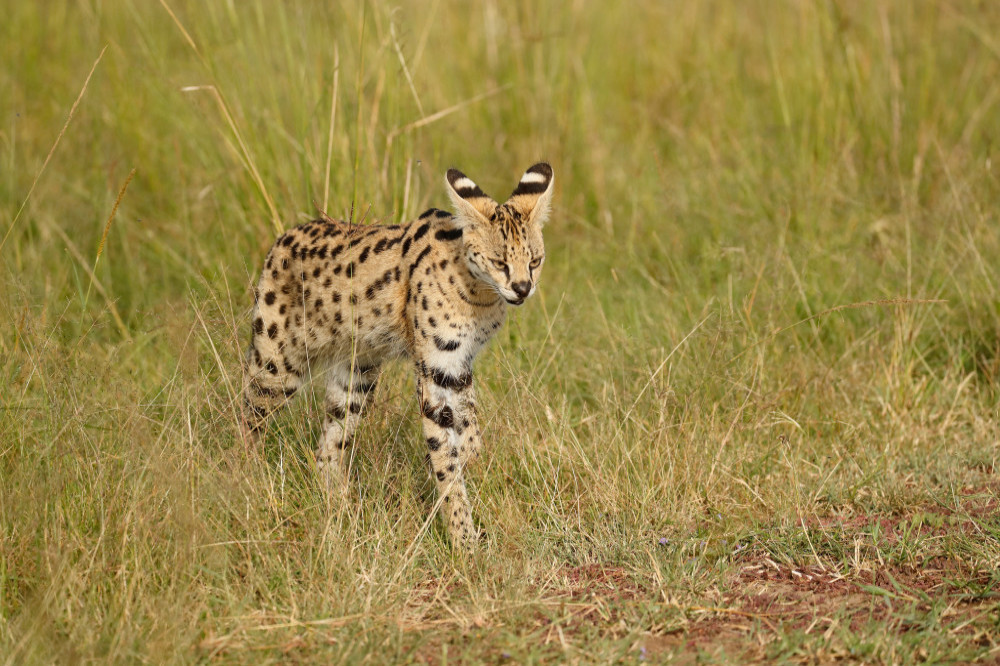 A wild cat was captured with cocaine in its system