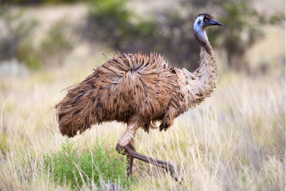 an emu is believed to be on the loose in Michigan with animal rescuers having no leads to its owner or whereabouts