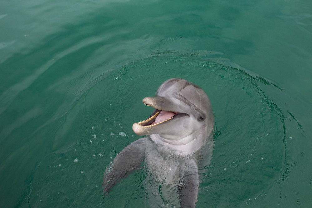 Bottlenose dolphins 'smile' at each other