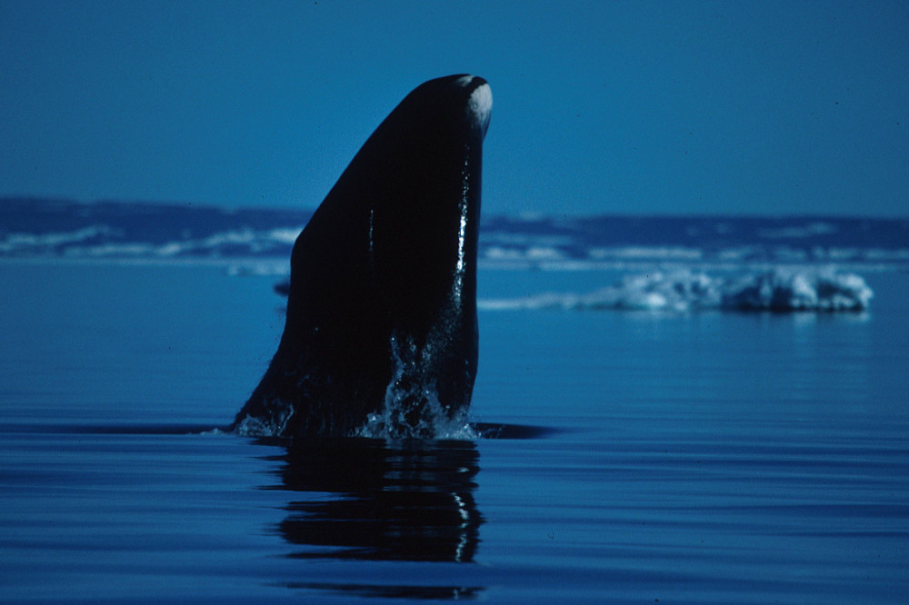 Bowhead whales enjoy long-distance relationships