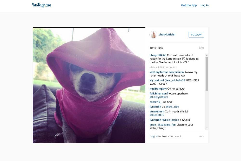 Cheryl's rain-proofed dog Coco (c) Instagram 