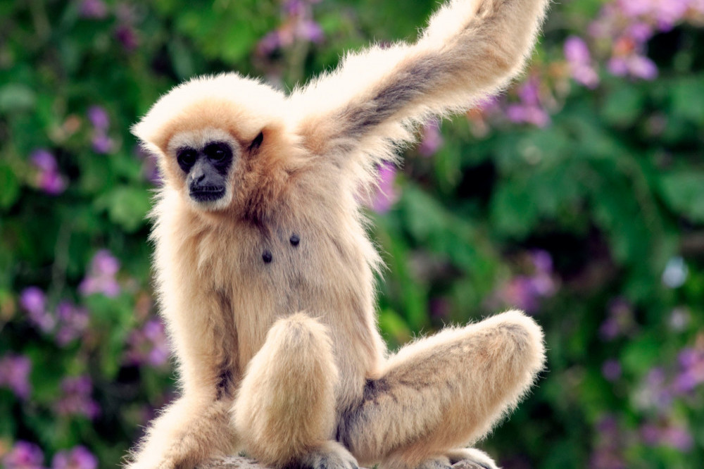 Gibbons have impressive dancing skills