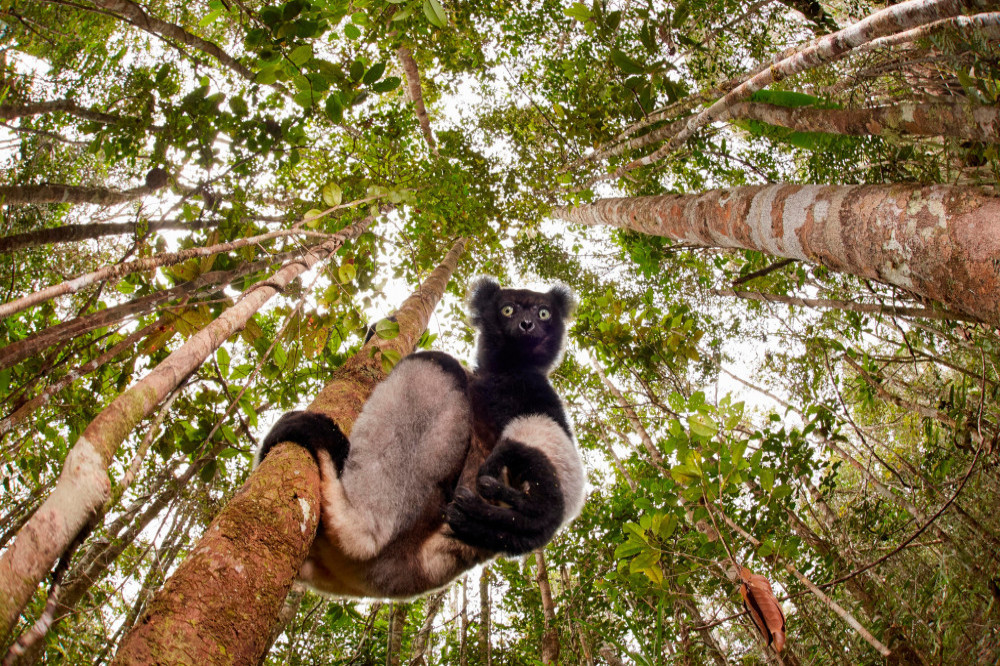 Indris lemurs could hold information about human musical evolution