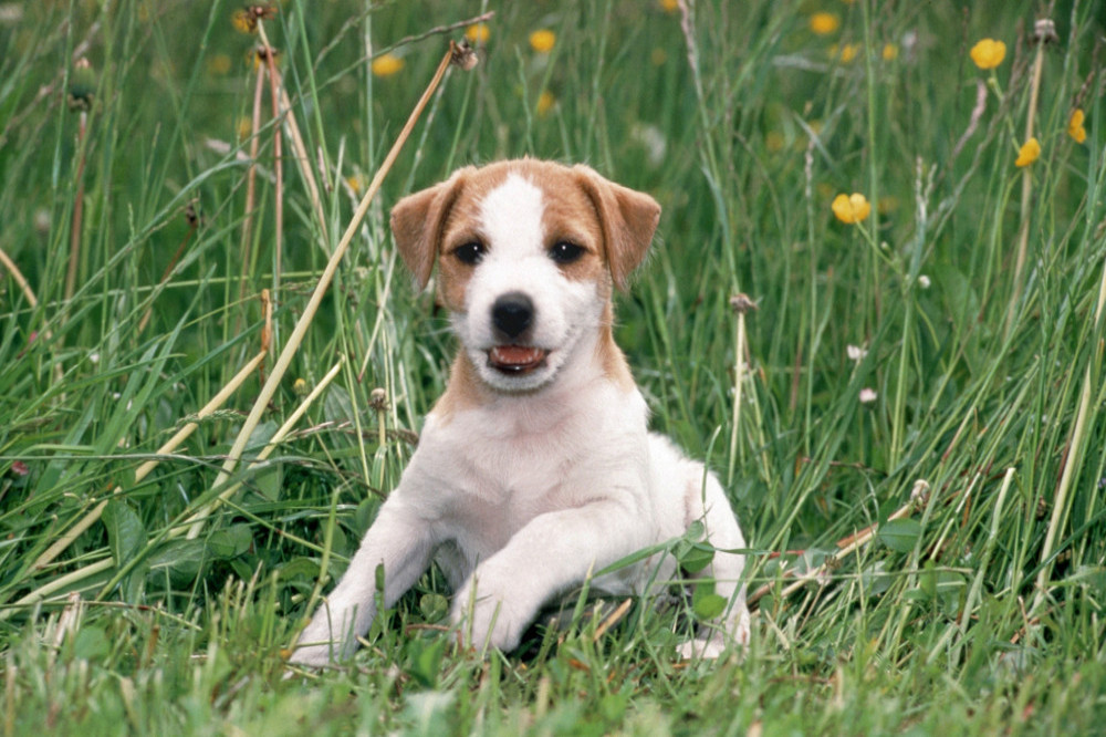 Jack Russell terriers live longer than other pet dogs