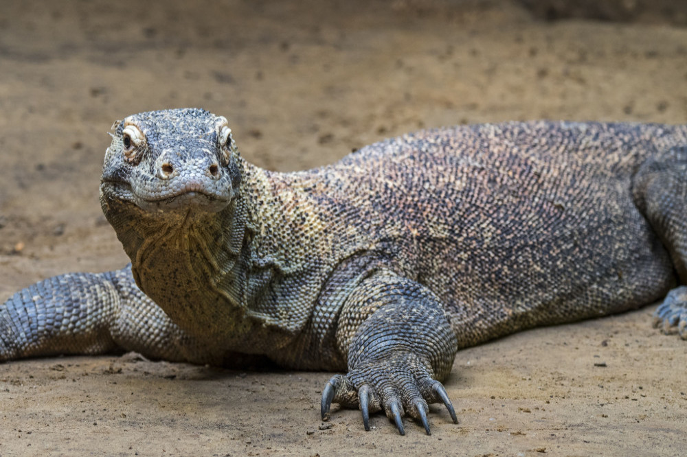 Komodo dragons bite with iron-coated teeth