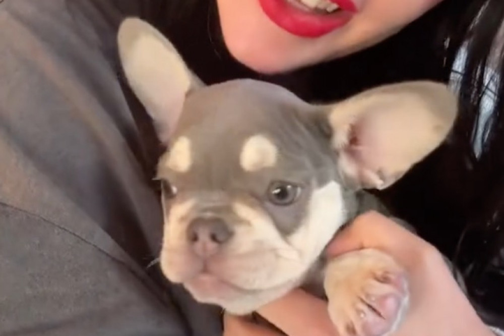 Lady Gaga has got a new pup three years after her dognapping horror