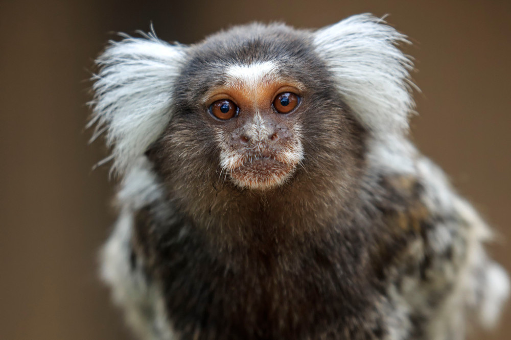 Marmoset monkeys have names for each other