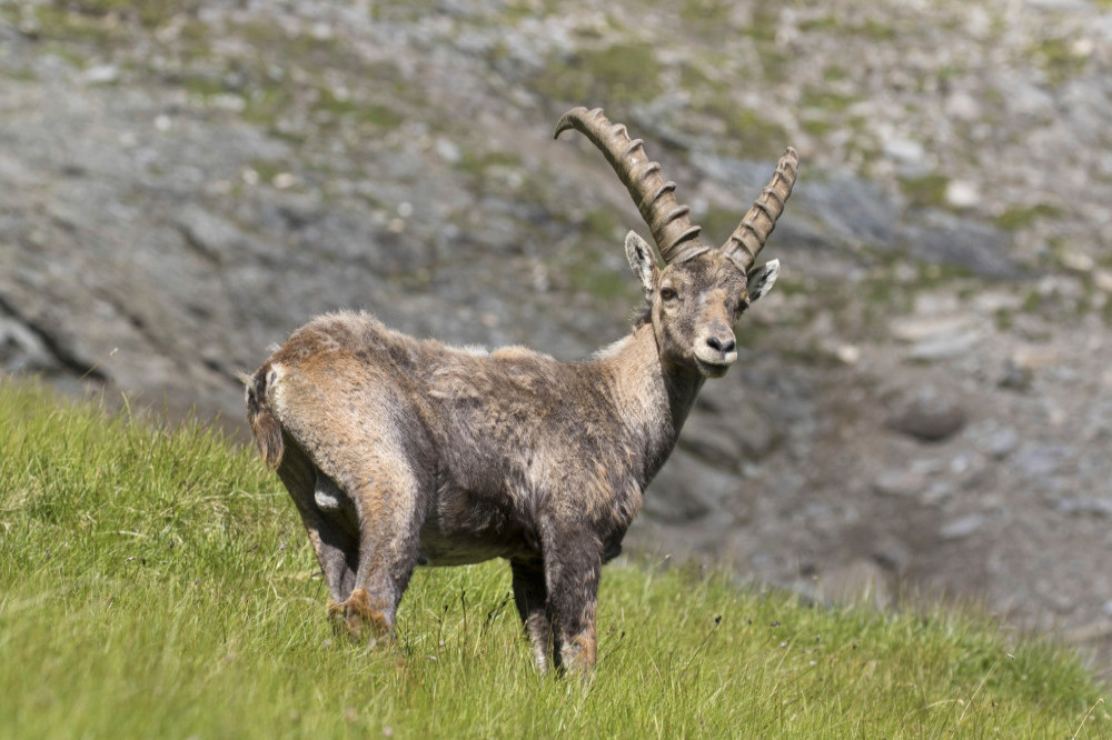 Mountain goats are more active at night