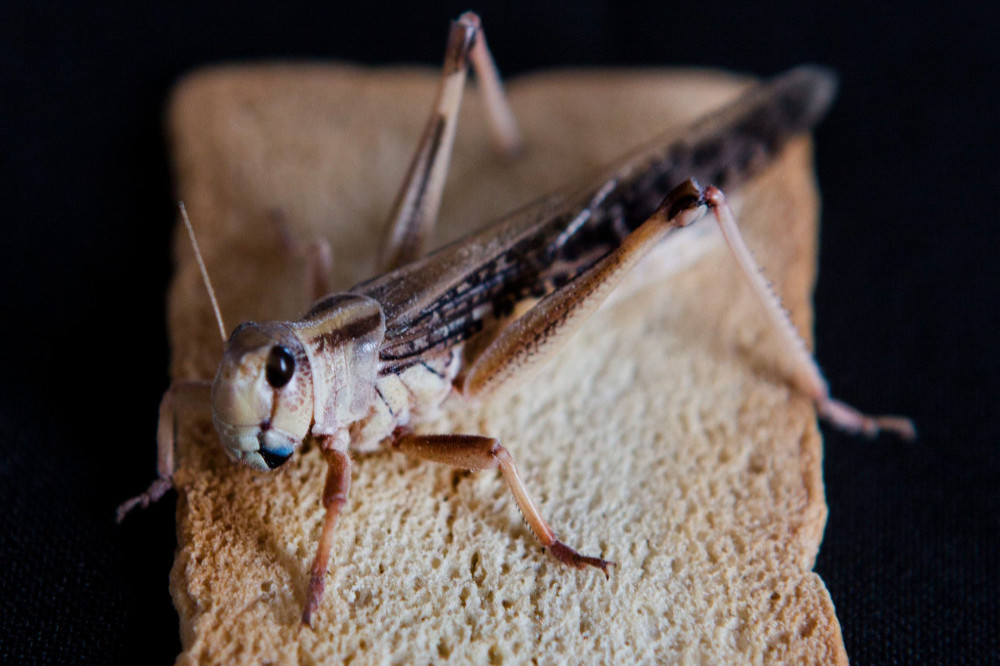 Munching on grasshoppers can boost your libido