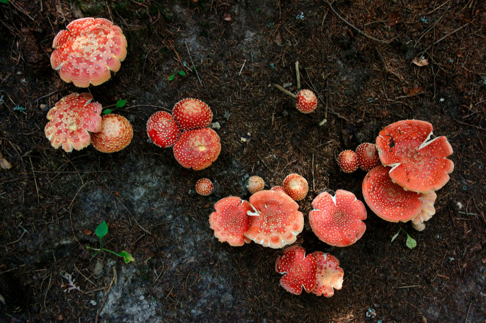 Mushrooms could help to eradicate disease