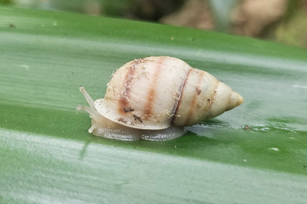 Partula tohiveana snails are back in the wild (c) ZSL