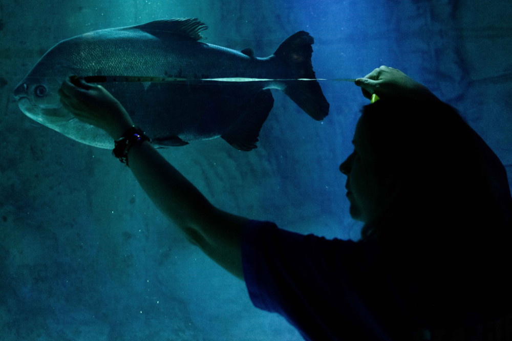 SEA LIFE London Aquarium's annual count and clean