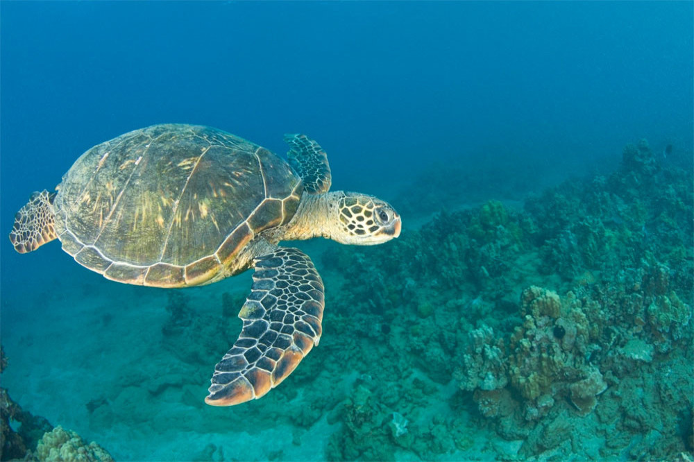 Sea turtles have no idea where they are going