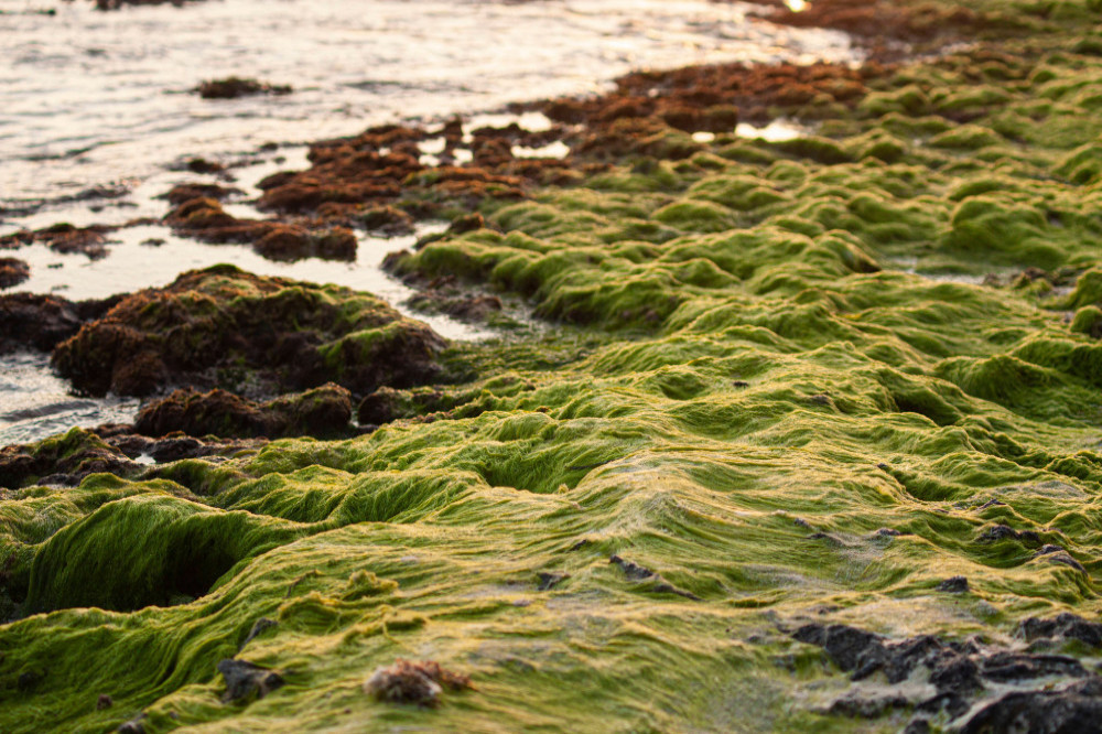 Seaweed has a plethora of health benefits