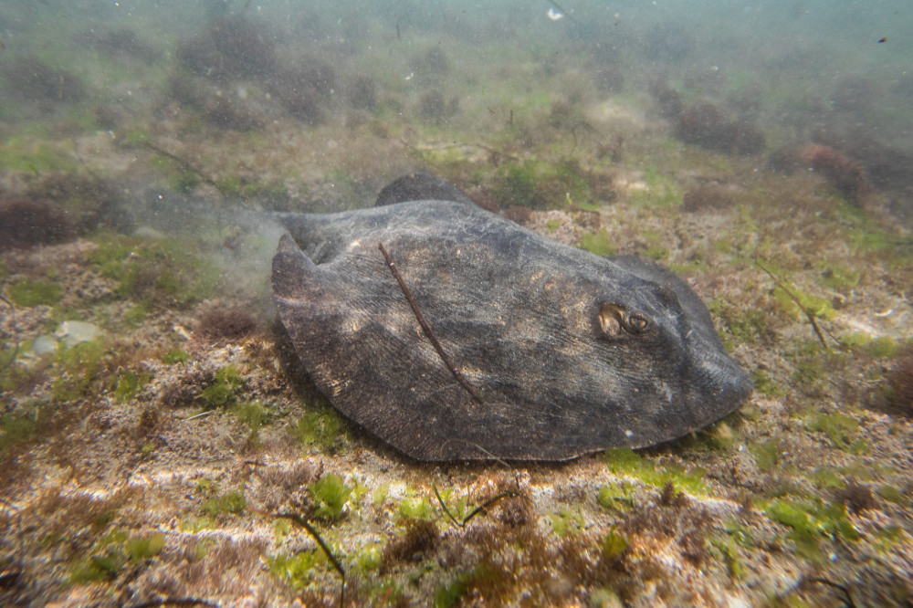 Stingray