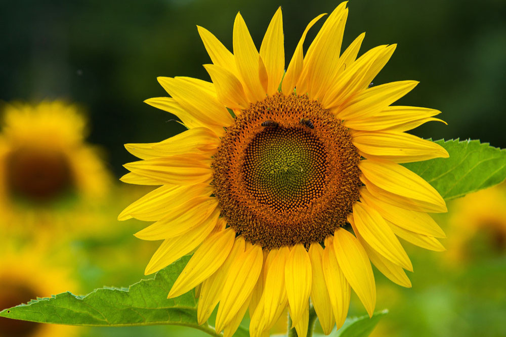 Sunflowers 'dance' together in high-density environments