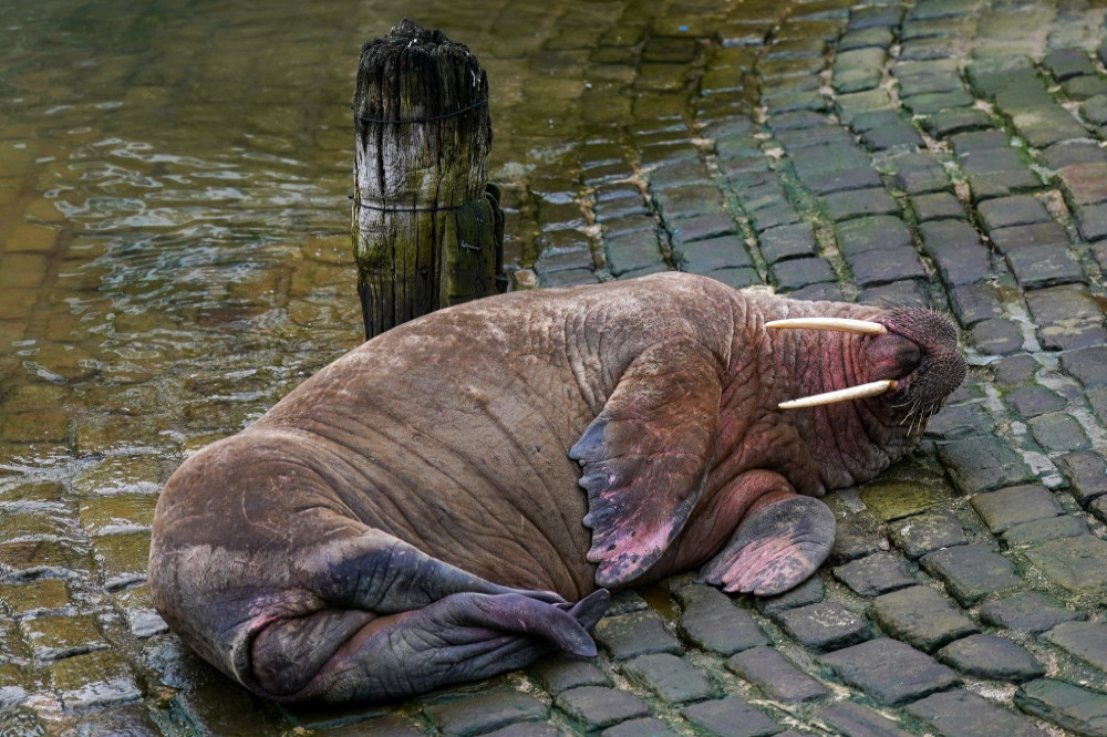 Thor the walrus has made his way back to the sea