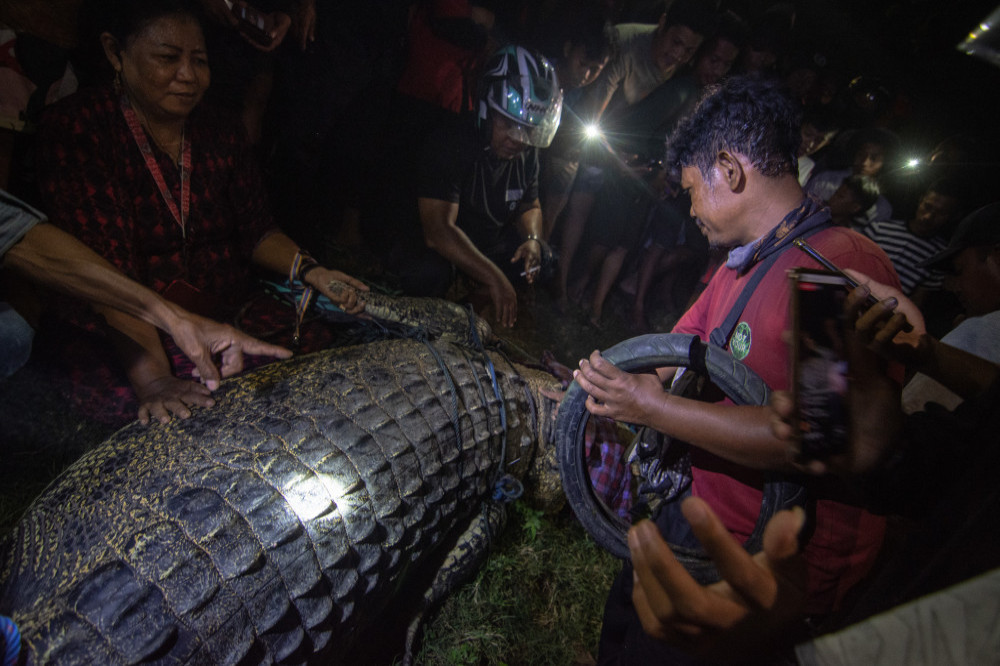 Tili rescued a crocodile who had a tire about his neck for six years