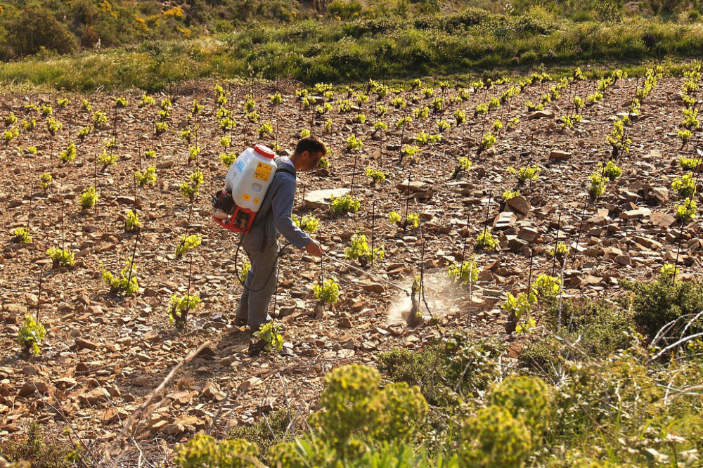 Weed killer chemicals can raise the risk of prostate cancer