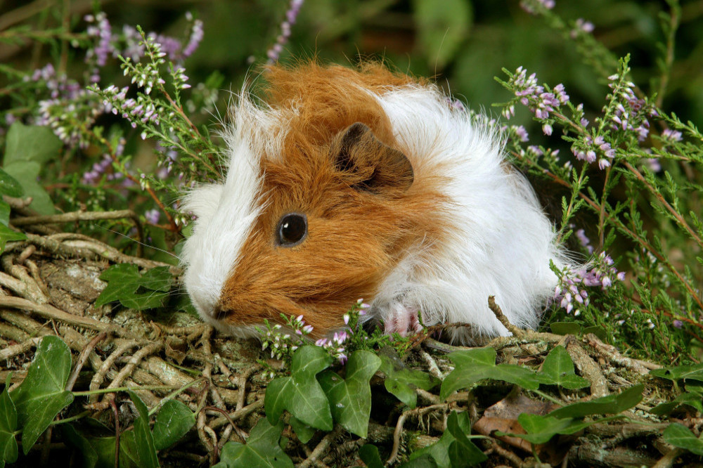 Whole roasted guinea pigs are being served for more than a hundred dollars at a New York eatery