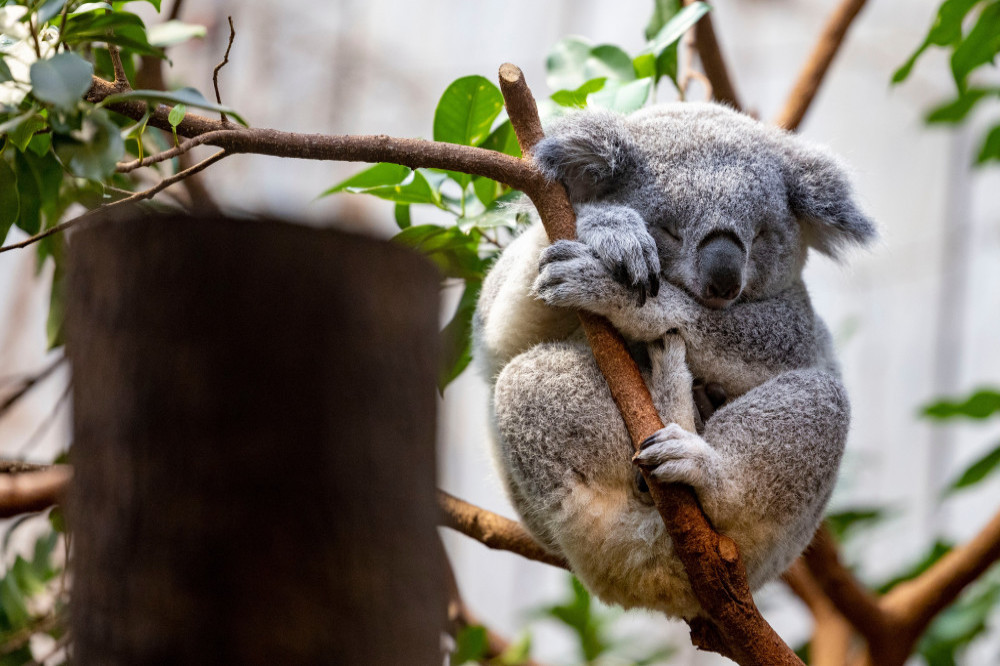 Scientists are vaccinating wild koalas against chlamydia