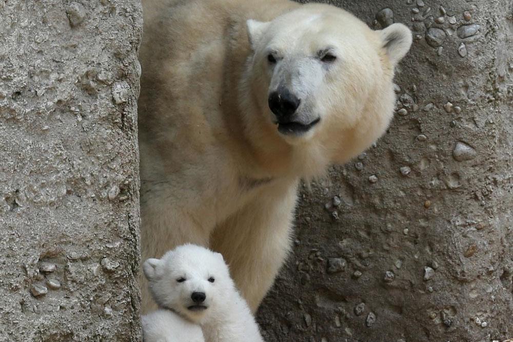 Polar bear breaks into hotel