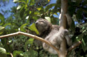 Fears are growing about the spread of the Oropouche virus that is carried by sloths