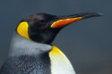 A female king penguin was mistaken for a male