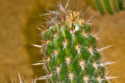 A German town has banned the cactus