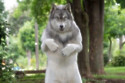 A Japanese man has splashed out on the ultra-realistic wolf suit