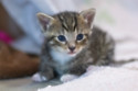 A kitten was rescued from inside a wall