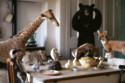 A widow found a vast collection of  her late husband's taxidermied animals in the loft