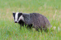 A badger has been causing havoc at a beauty spot