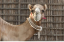 Football fans could be suffering from 'camel flu' after the World Cup