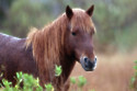 Dartmoor ponies are set to glow in the dark to help out motorists