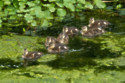 Scientists have created zombie duck drones in a bid to monitor wildlife