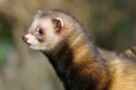 Pet owners are interested in ferrets