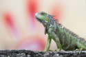 A Florida man has no clue how iguanas keep getting his toilet