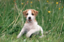 Jack Russell terriers live longer than other pet dogs