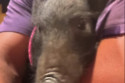 Jason Momoa has adopted a wild pig