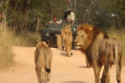 Lions as seen in WildEarth