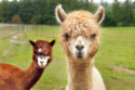 Alpacas tricked onlookers by resembling the Loch Ness Monster