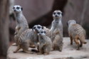 Meerkats