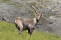 Mountain goats are more active at night