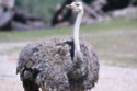 Ostrich