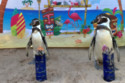 Penguin Beach Bar