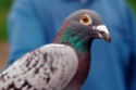 Pigeons are as smart as robots