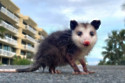 Possum